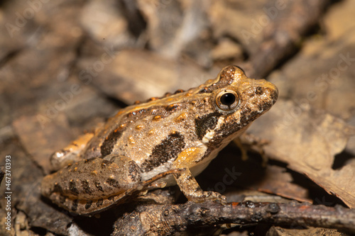 Northern cricket frog - Acris crepitans