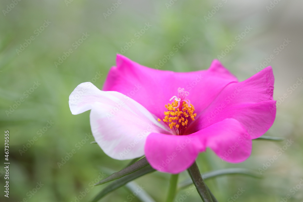 Portulaca oleracea flower macro closeup Portulaca oleracea flower macro closeup