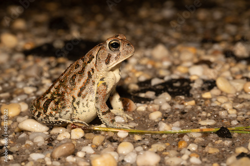 Fowler's Toad - Anaxyrus fowleri