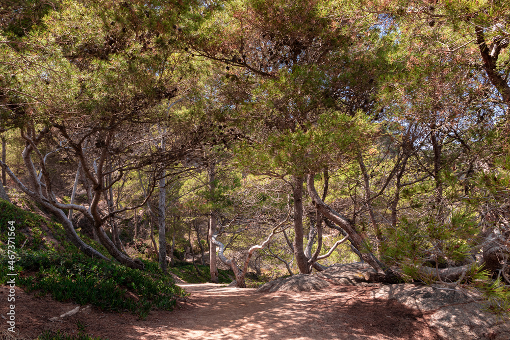 Naklejka premium path in a pine forest on the costa brava