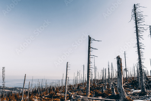 Dead forest on a mountain peak, Giant Mountains, Poland