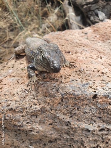 Kanareneidechse Gallotia Teneriffa Spanien Kanaren