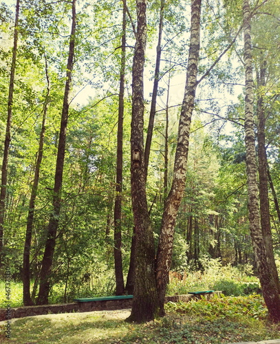 Summer birch grove in the sun 