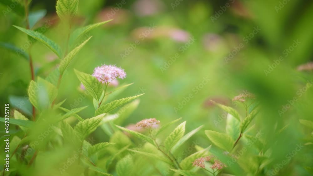 Small purple flower with green leaves on green natural background. Slow motion, shallow depth of field. Small purple flower with green leaves on green natural background. Slow motion, shallow depth of field.