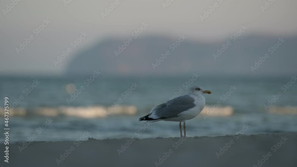 Eine Seemöve beobachtet den Strand bei ruhigem Wellengang der Ostsee im Herbst. Eine Seemöve beobachtet den Strand bei ruhigem Wellengang der Ostsee im Herbst.