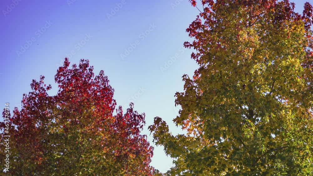Orange tree autumn Orange tree autumn