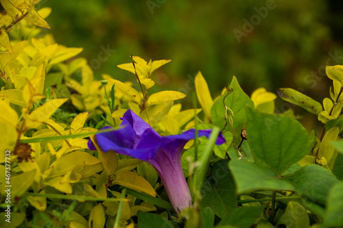 Closeup shot of a purple Ipomoea flower on a blurred background in Chikmagalur, India photo