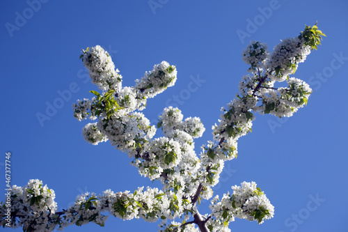 branches of blossoming cherry against the background of the blue sky in the village spring