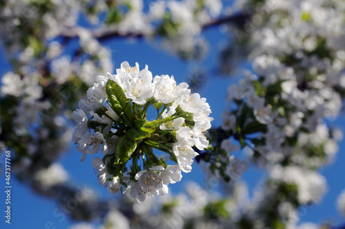 cherry tree flowers in sunlight amid blue sky in spring village