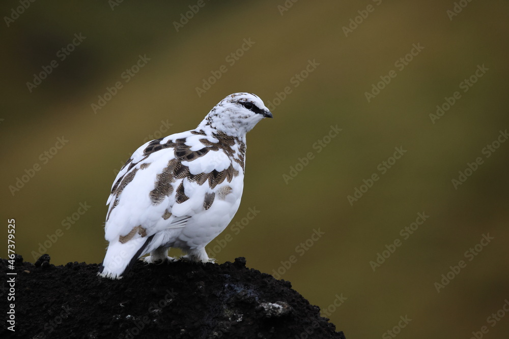 A rock ptarmigan (Lagopus muta) in white winter plumage, Iceland A rock ptarmigan (Lagopus muta) in white winter plumage, Iceland