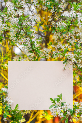 Paper blank between cherry branches in blossom.