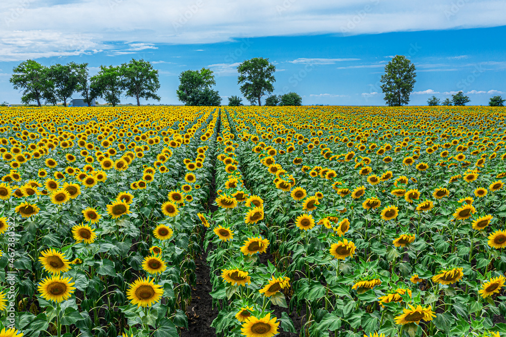 Panoramic view of sunflower field and blue sky at the background.  Sunflower heads on the foreground close up.