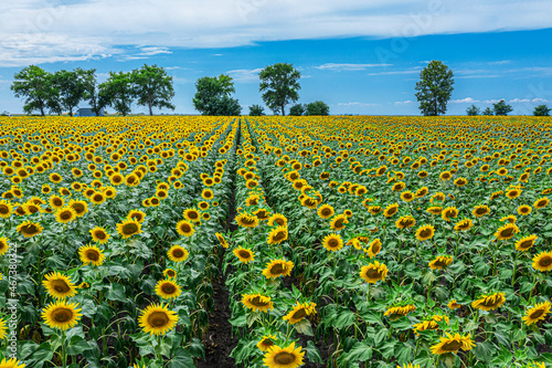 Panoramic view of sunflower field and blue sky at the background.  Sunflower heads on the foreground close up.