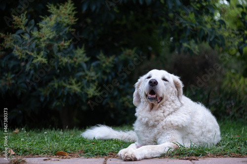 White female Kuvasz dog smiling and green background