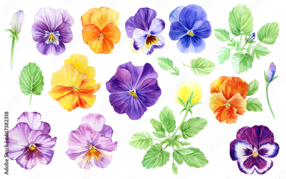 Watercolor set of colorful pansies, green leaves, buds, twigs. A detailed floral botanical illustrations can be used for menus, invitations, fabrics, wallpapers, stickers, wrapping paper.