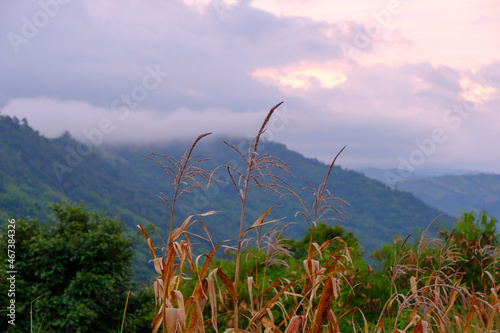 dead grass brown on the mountain