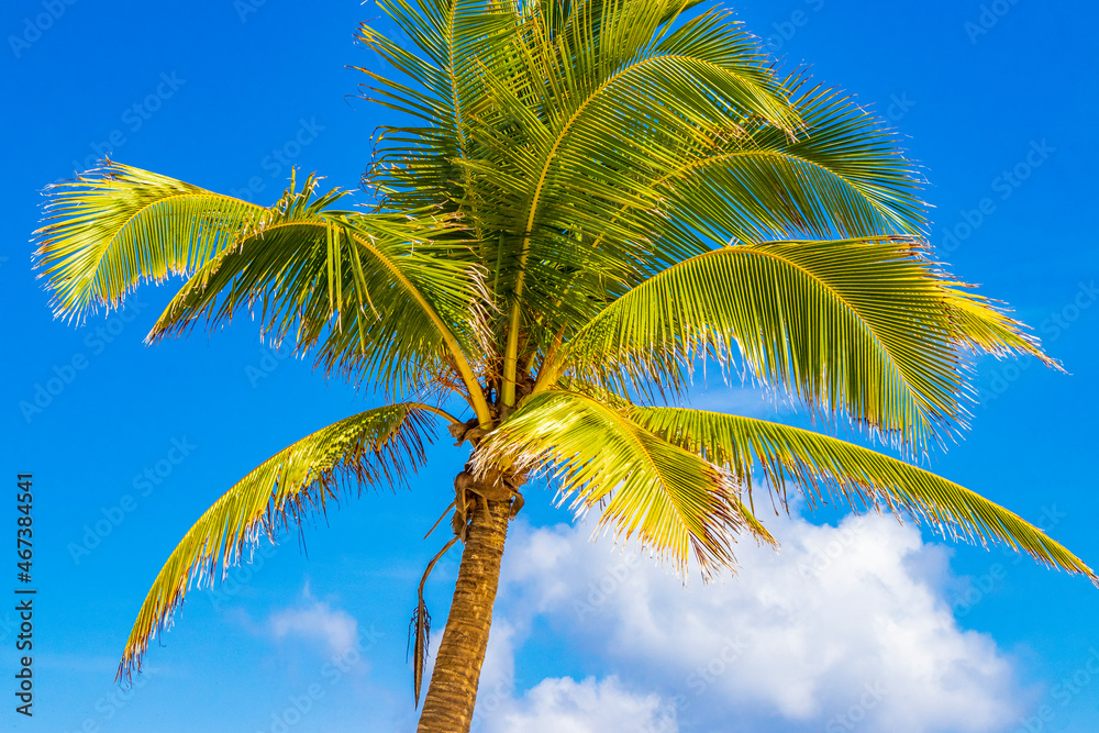 Tropical palm tree with blue sky Playa del Carmen Mexico. Tropical palm tree with blue sky Playa del Carmen Mexico.