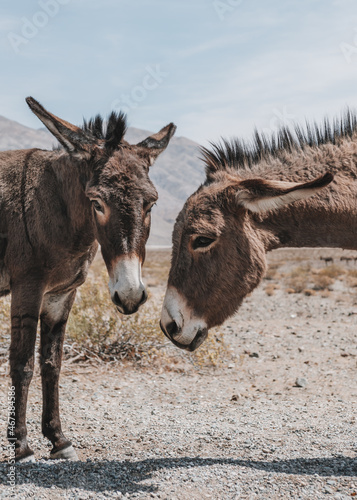 Two Burros/Donkey/Ass/Mule roam free on the desert sands outside of Ballarat Ghost Town in Death Valley National Park, California, USA.