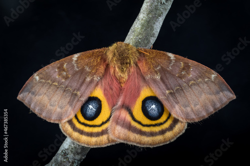 Io Moth, female, Automeris Io photo