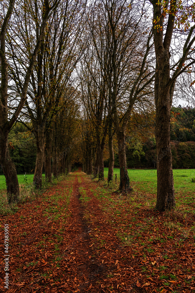 Avenue of chestnuts in autumn