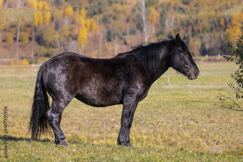 Schwarzes Pferd steht. © G. Maierhofer