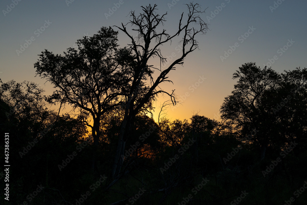 Tree silhouette at sunset in the african savannah at sunset, Entabeni Game Reserve, Limpopo province, South Africa.