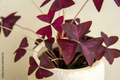 Purple Oxalis Triangularis Mijke plant in a decorative pot. Closeup photo