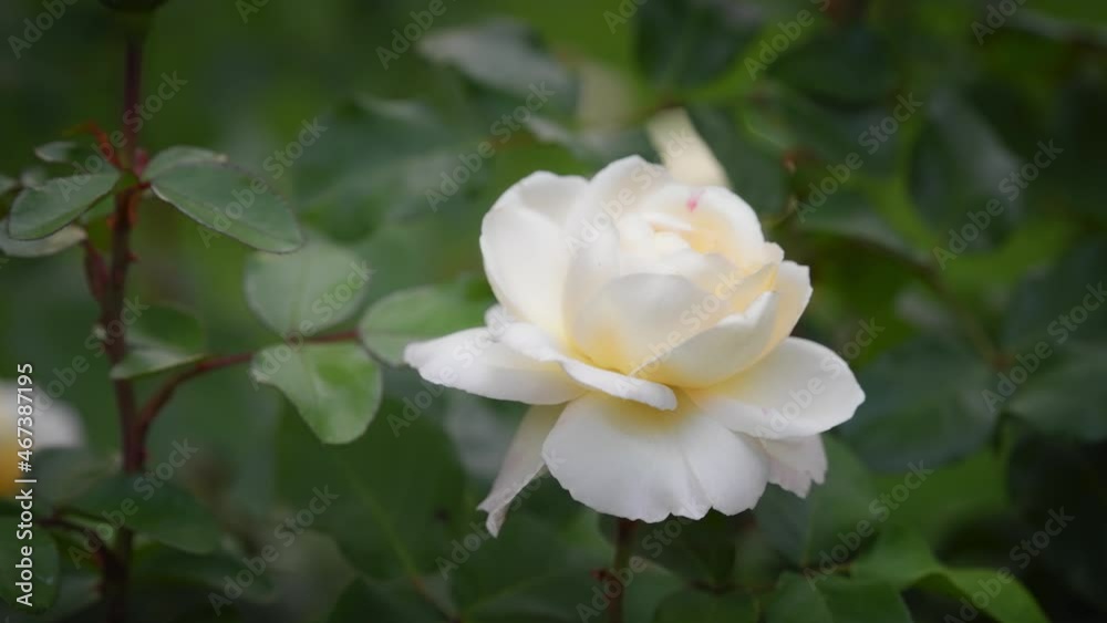 Beautiful white rose flower on green background. Slow motion, shallow depth of field. Beautiful white rose flower on green background. Slow motion, shallow depth of field.