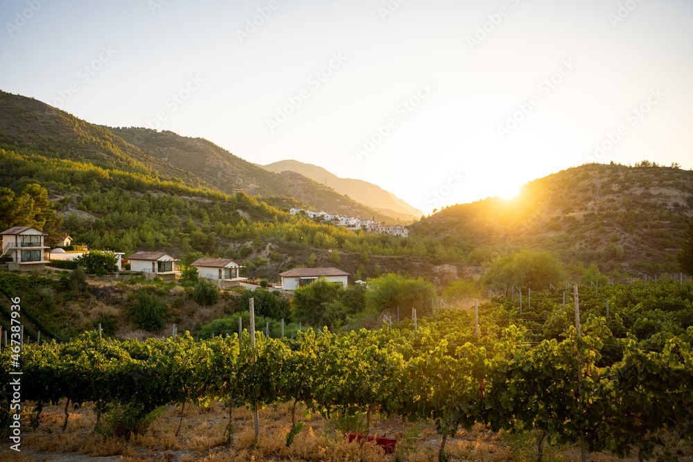 vineyard in the mountains