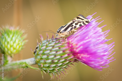 Spotted sulphur (Acontia trabealis) photo