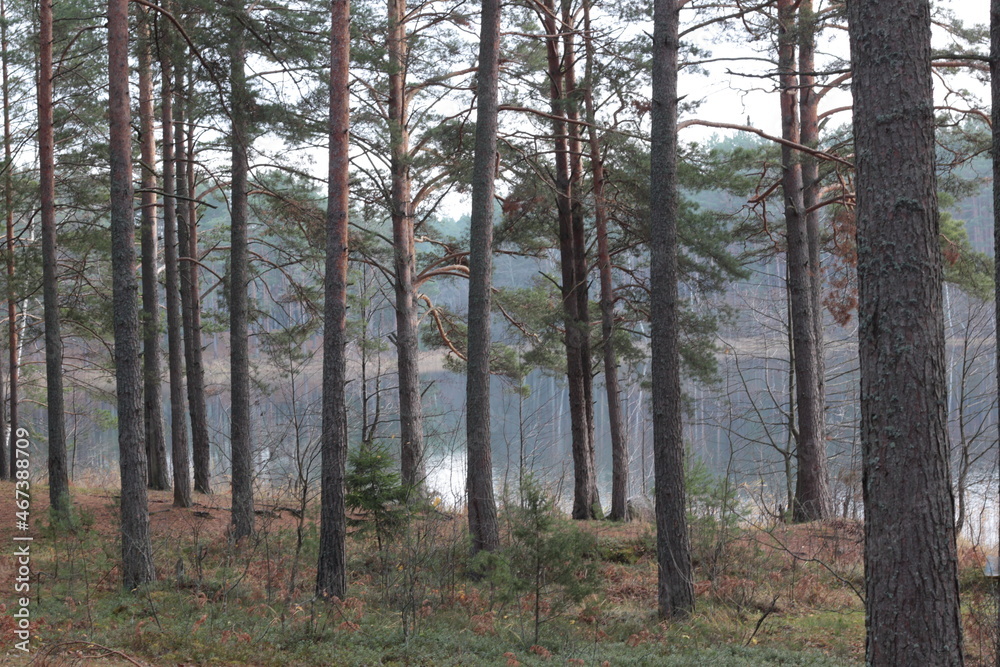 Naklejka premium Russian forest