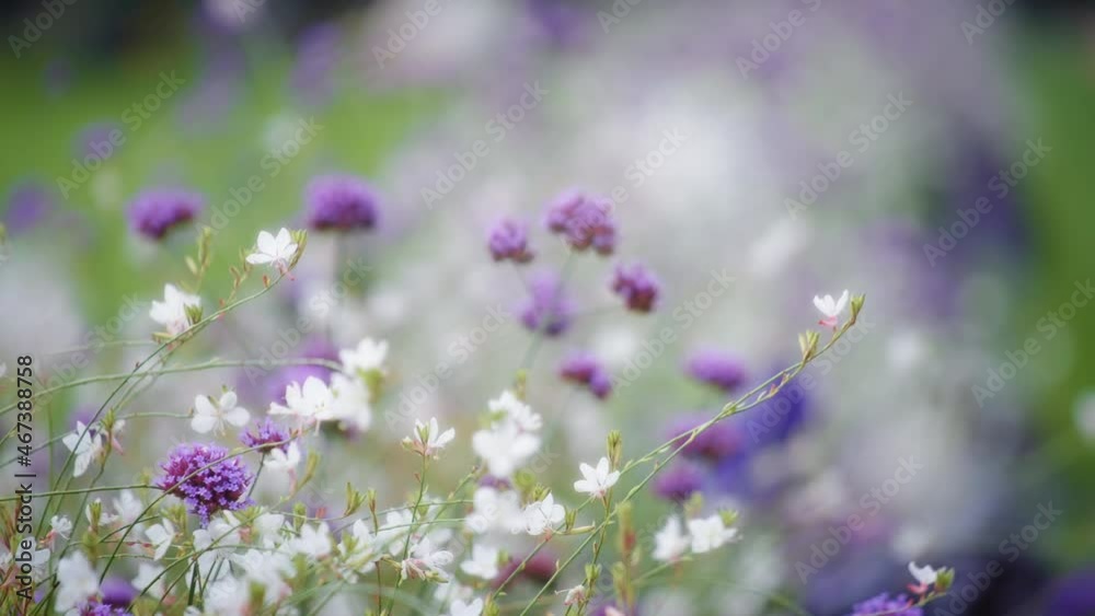 Close up of white and purple flowers blooming in city garden. Shallow depth of field, slow motion. Close up of white and purple flowers blooming in city garden. Shallow depth of field, slow motion.