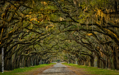 Live Oaks Line the Entrance to Wormsloe Plantation.