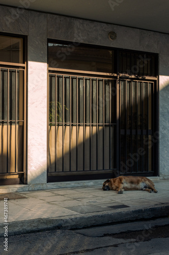 Stray dog sleeping in Athens streets 