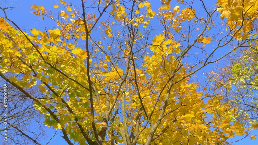 Spinning under autumn leaves in the park in 4k slow motion 60fps Spinning under autumn leaves in the park in 4k slow motion 60fps