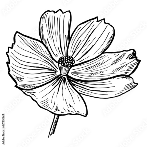 Sulfur Cosmos Flower. Isolated on white background. Abstract minimal vector illustration. Cosmos sulphureus. Can be used for greeting cards, flyers, invitations, web design, etc photo