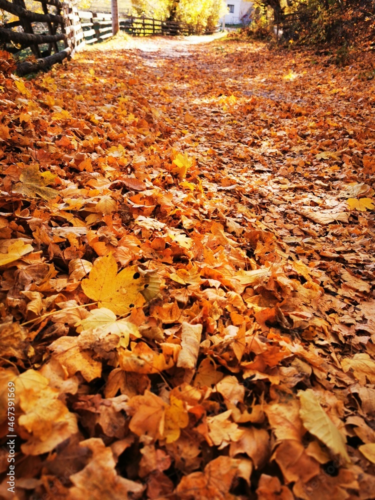 autumn in the park