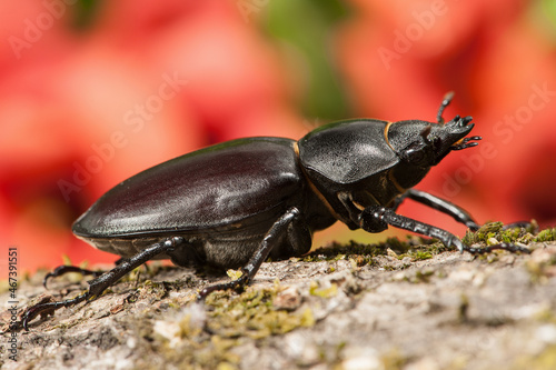 European stag beetle (Lucanus cervus) female © Florian