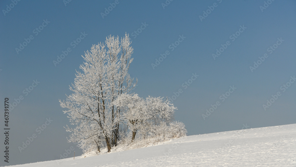 Frosted trees in a mountain glade, Gorce, Poland Frosted trees in a mountain glade, Gorce, Poland