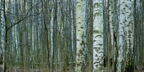 white vertical birch trees trunks panorama in the cold spring morning park