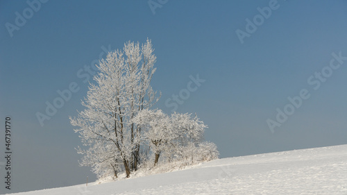 Frosted trees in a mountain glade, Gorce, Poland