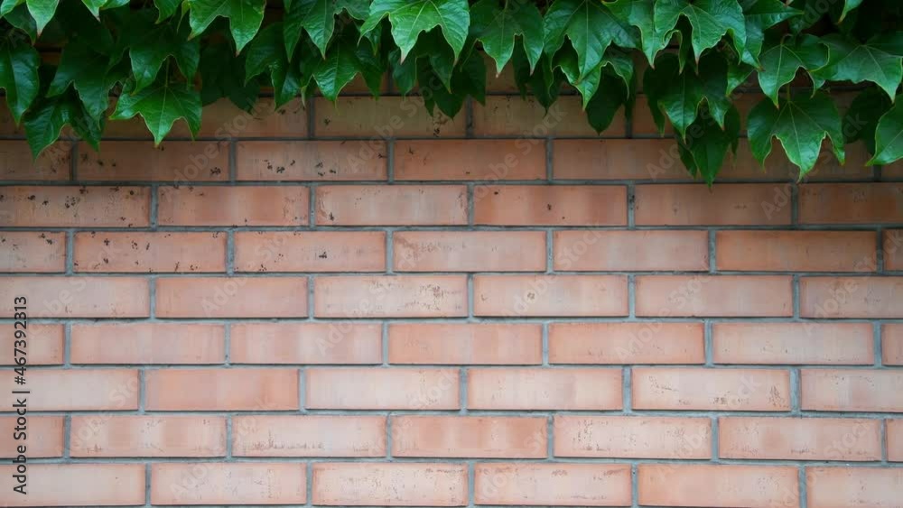 Red brick wall background. Ivy vines with green leaves and unripe berries grows on a stone wall. Leaves sways in the wind. Copy space for your text and decorations. Red brick wall background. Ivy vines with green leaves and unripe berries grows on a stone wall. Leaves sways in the wind. Copy space for your text and decorations.