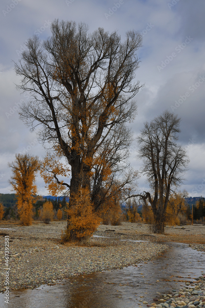 Fall colors at Yellowstone National Park, Idaho, Wyoming, Bison, Geysers, Mountains, Grand Tetons Fall colors at Yellowstone National Park, Idaho, Wyoming, Bison, Geysers, Mountains, Grand Tetons