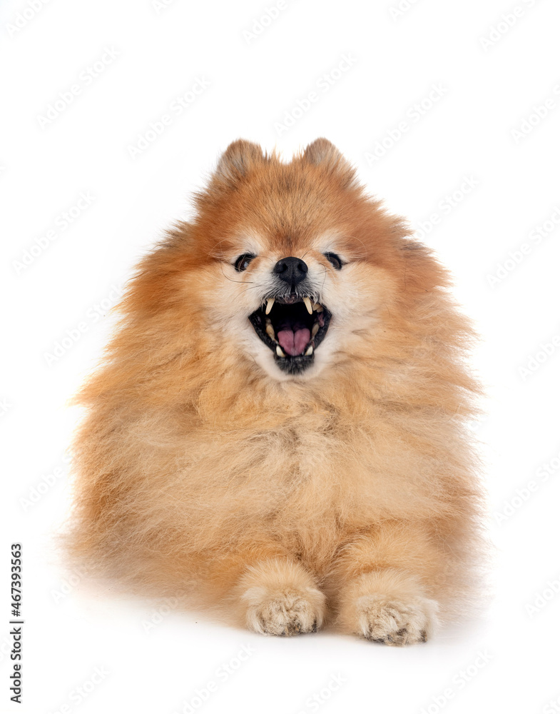 pomeranian in studio