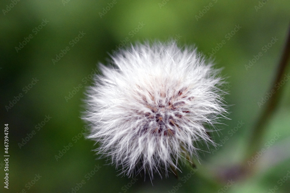 Obraz premium Weiche weiße Samen einer verwelkten Blume