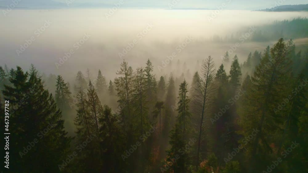 rays of the rising sun make their way through the morning fog and tree branches. Flying through the fog above tree tops of pine forest. Warm sunrise in the woods. Aerial shot rays of the rising sun make their way through the morning fog and tree branches. Flying through the fog above tree tops of pine forest. Warm sunrise in the woods. Aerial shot
