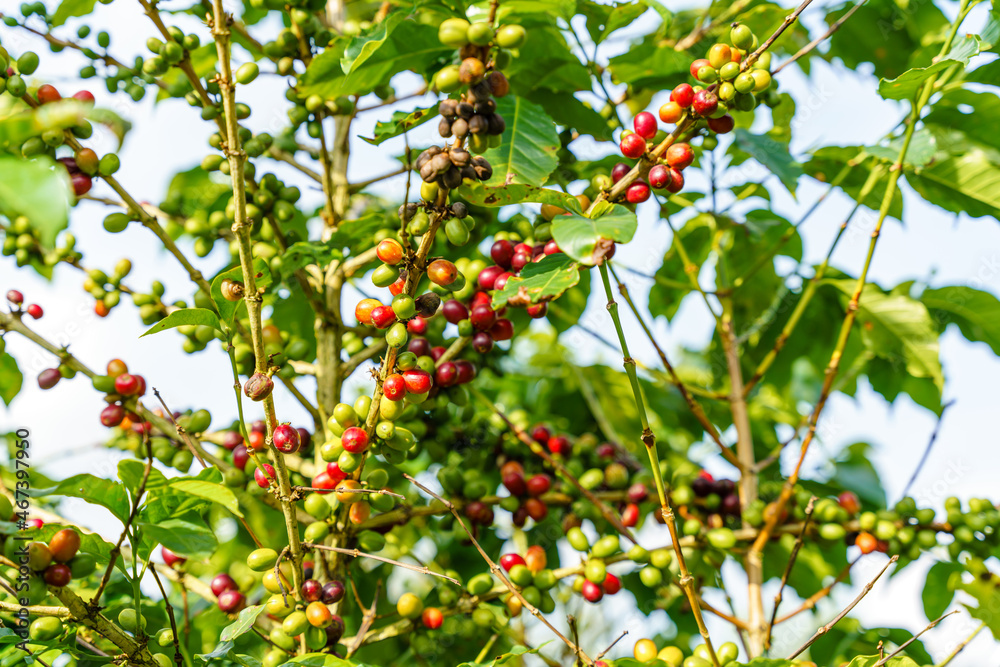 Obraz premium Fresh coffee beans on branch of coffee plant. Leaves of arabica coffee tree nursery plantation. Coffee beans ripening on a tree.Selective focus. blurred background.