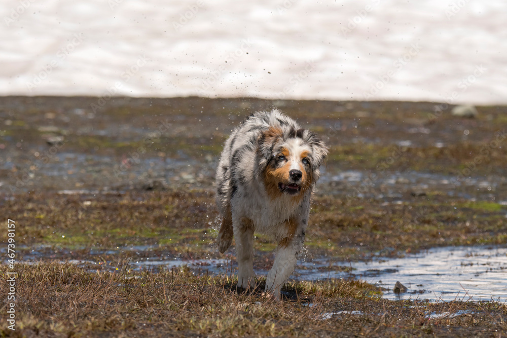 blue merle Australian shepherd puppy dog runs on the shore of the Ceresole Reale lake in Piedmont in Italy