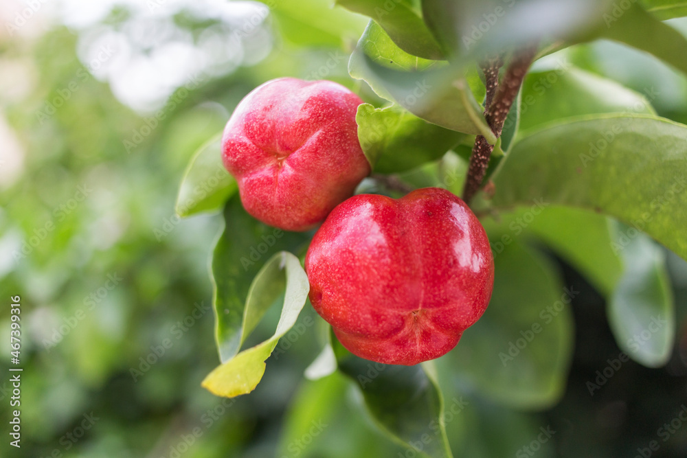 Obraz premium Acerola