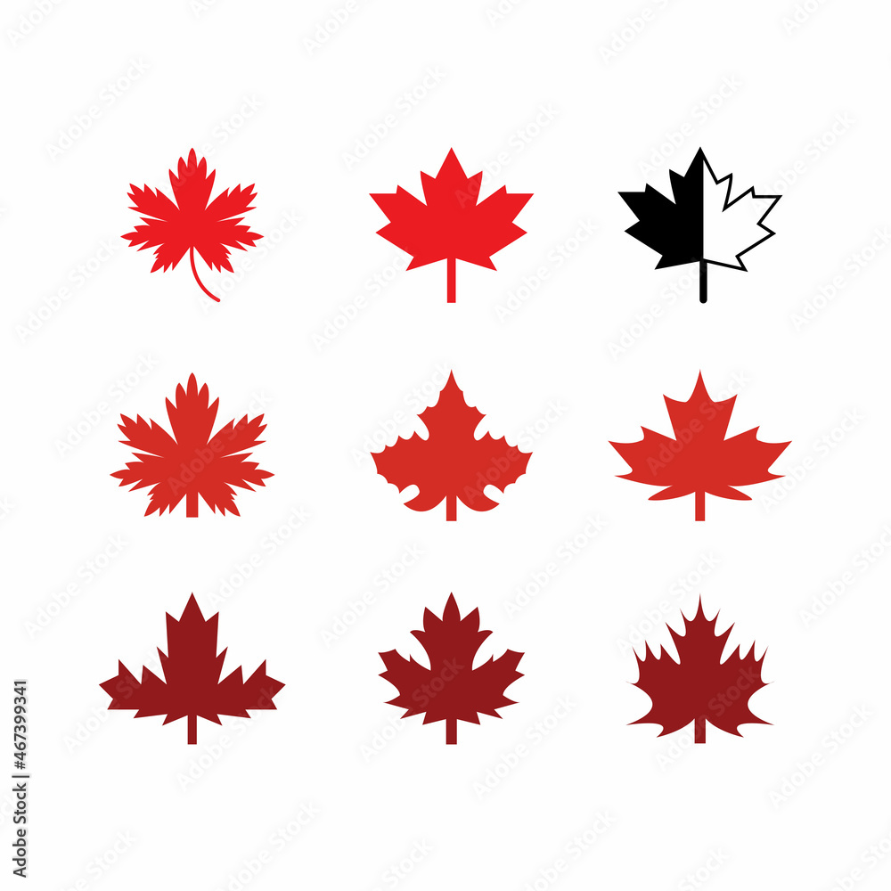 Maple leaf vector illustration design template